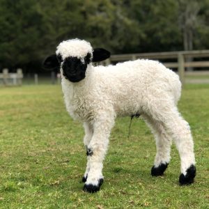 Agrodome-Lamb