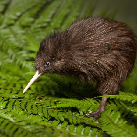Rainbow-Springs-kiwi